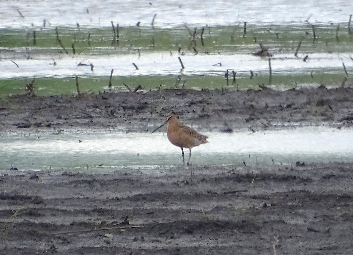 Short-billed Dowitcher - ML636092003