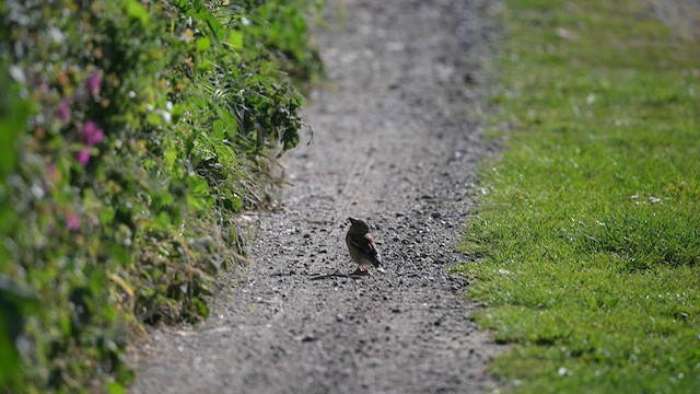 Hawfinch - ML636092049