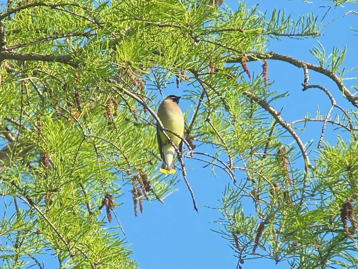 Cedar Waxwing - ML636092089