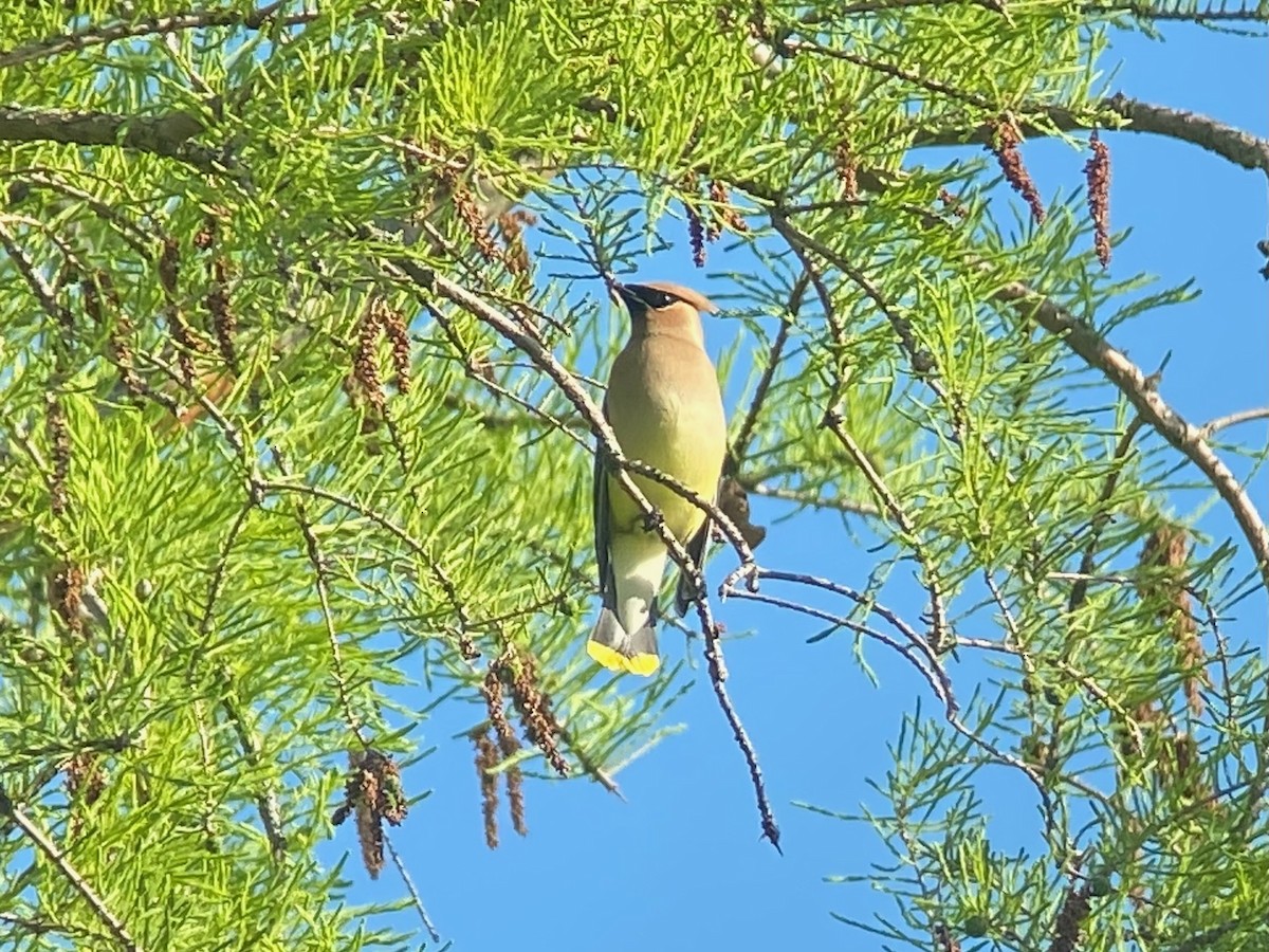 Cedar Waxwing - ML636092090