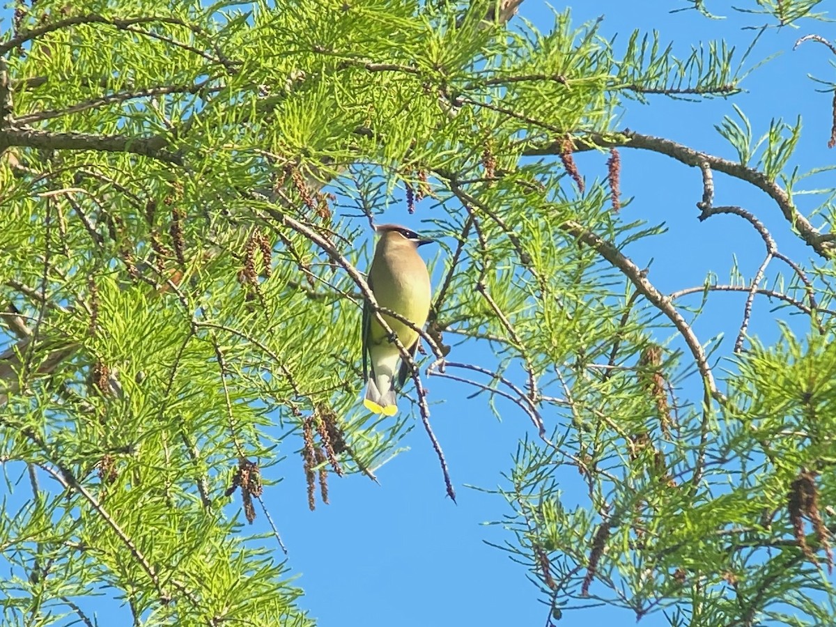 Cedar Waxwing - ML636092091
