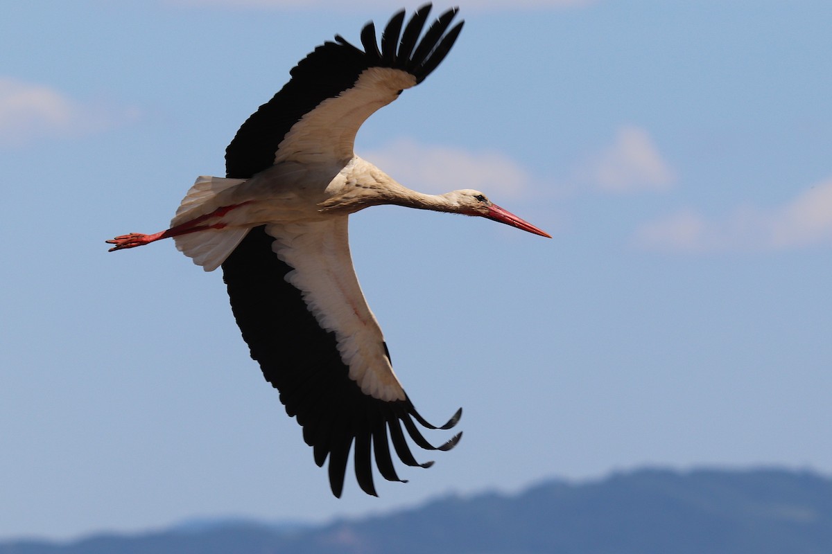 White Stork - ML636092103