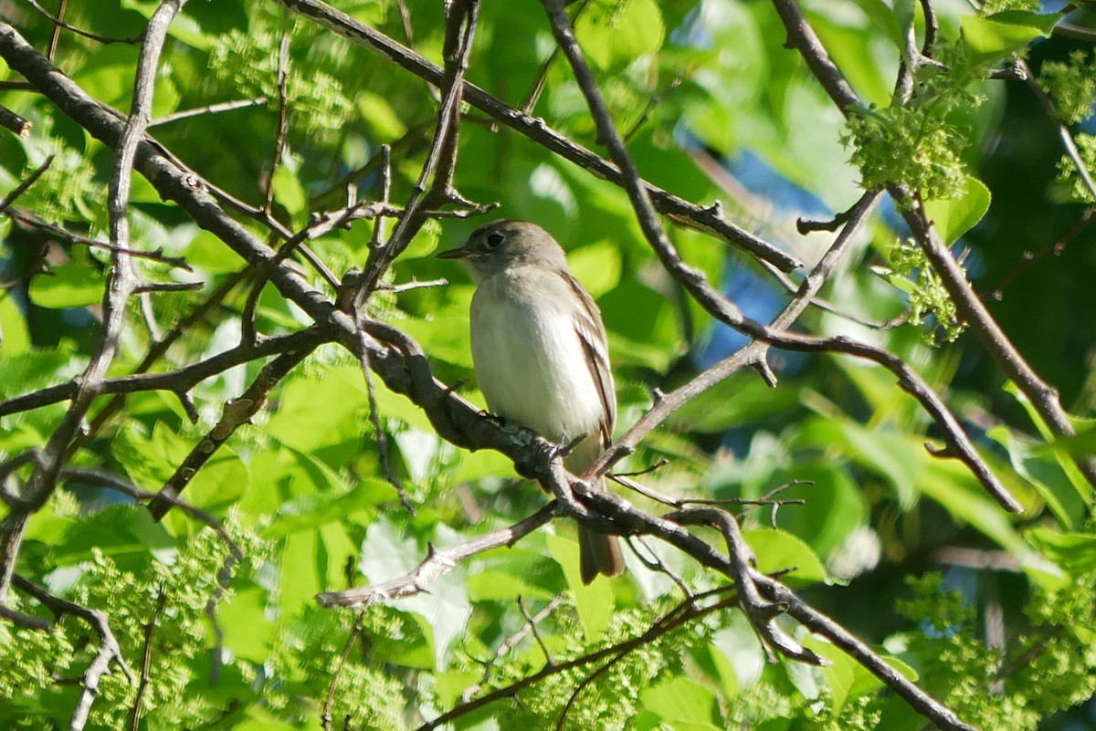Least Flycatcher - ML636092119