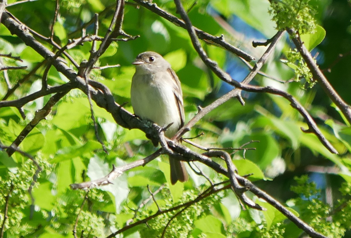 Least Flycatcher - ML636092135