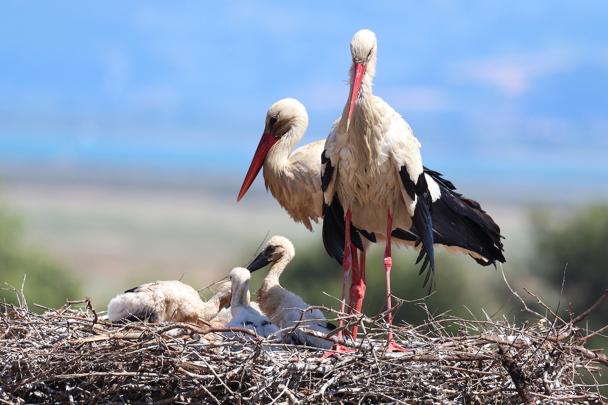White Stork - ML636092136