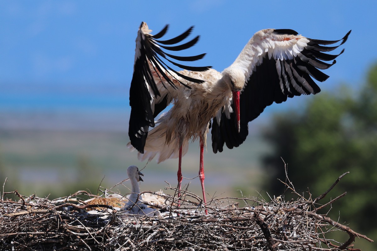 White Stork - ML636092169