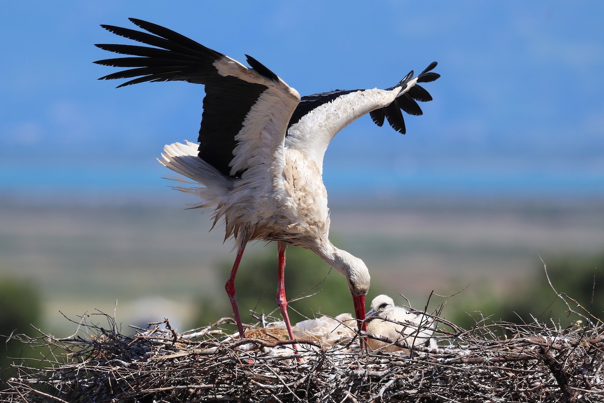 White Stork - ML636092194