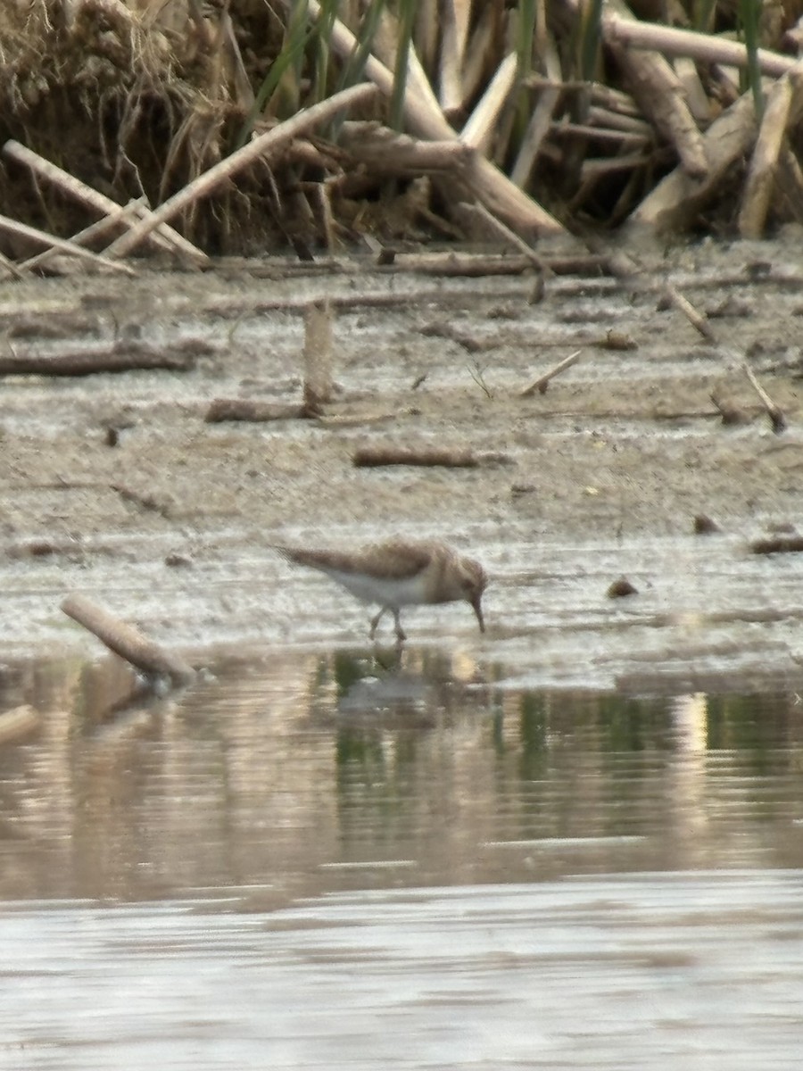 Baird's Sandpiper - ML636092271