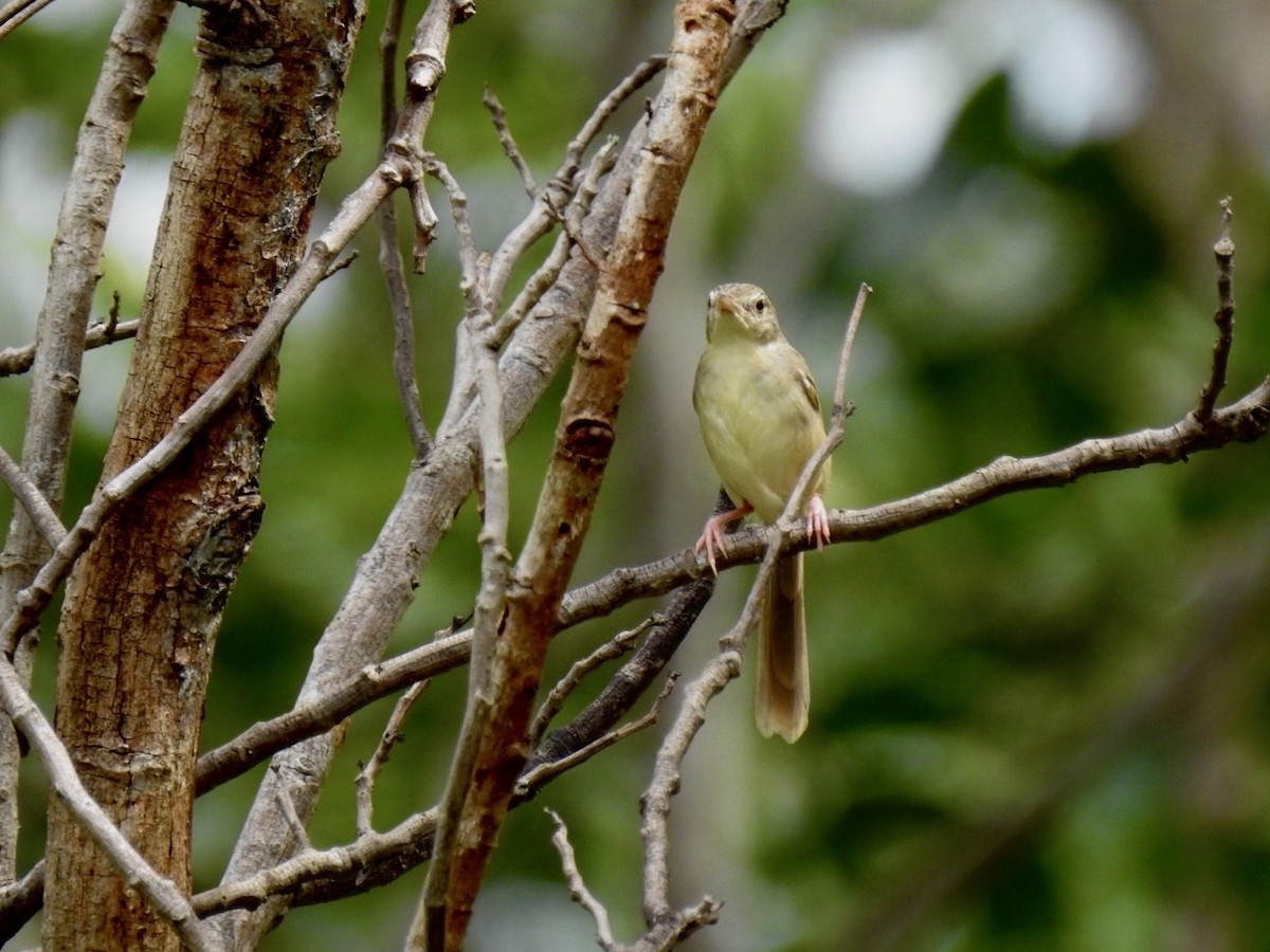 Brown Prinia - ML636092287