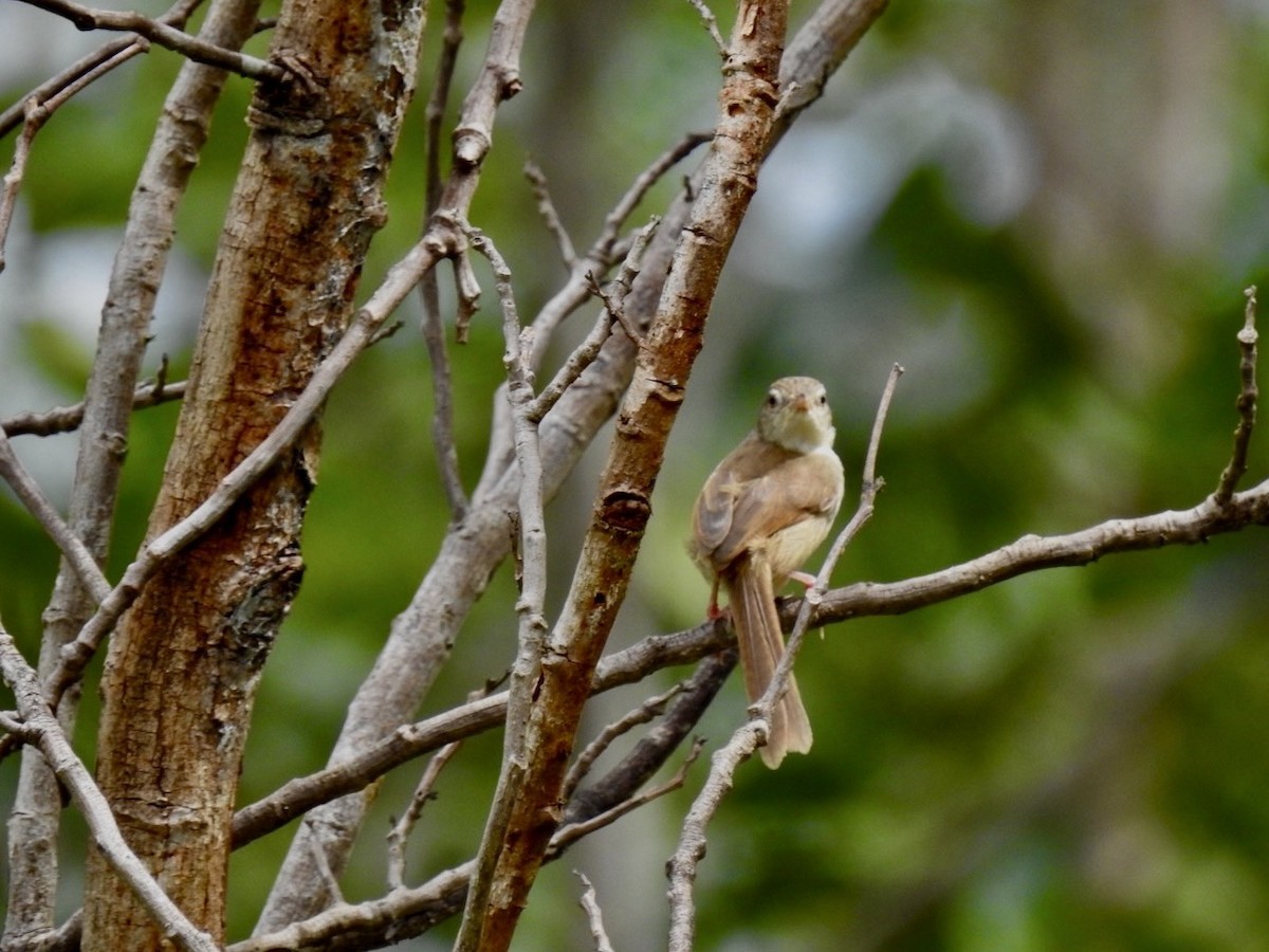 Brown Prinia - ML636092288