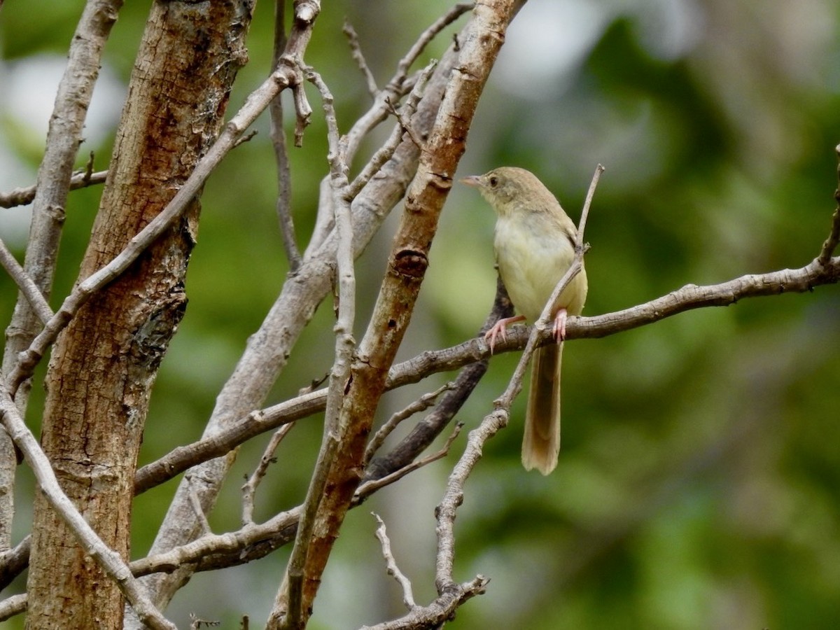 Brown Prinia - ML636092289
