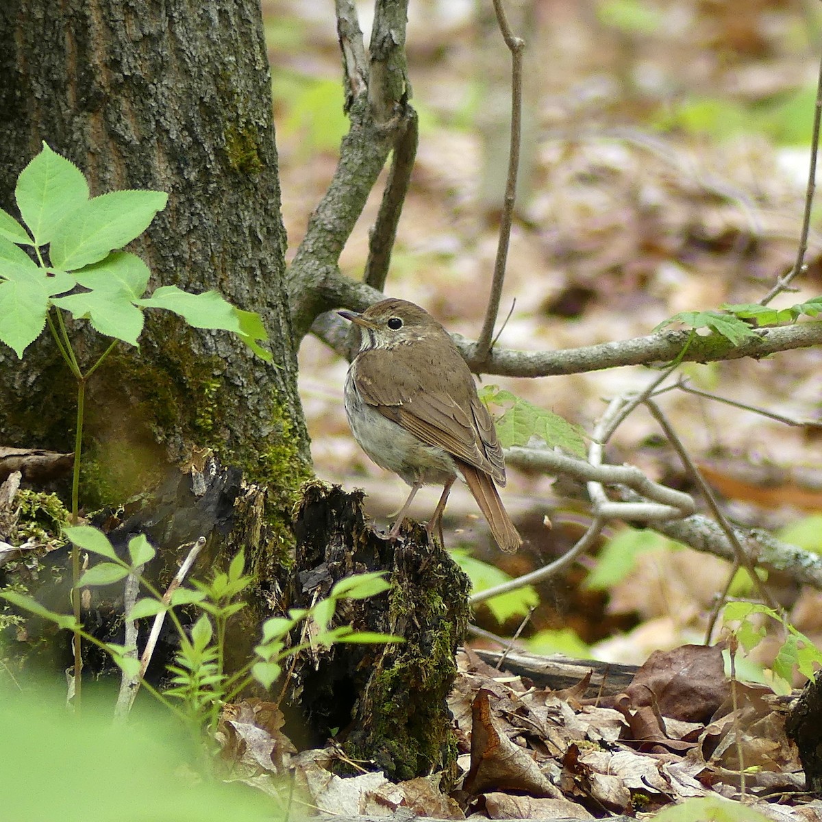 Hermit Thrush - ML636092331