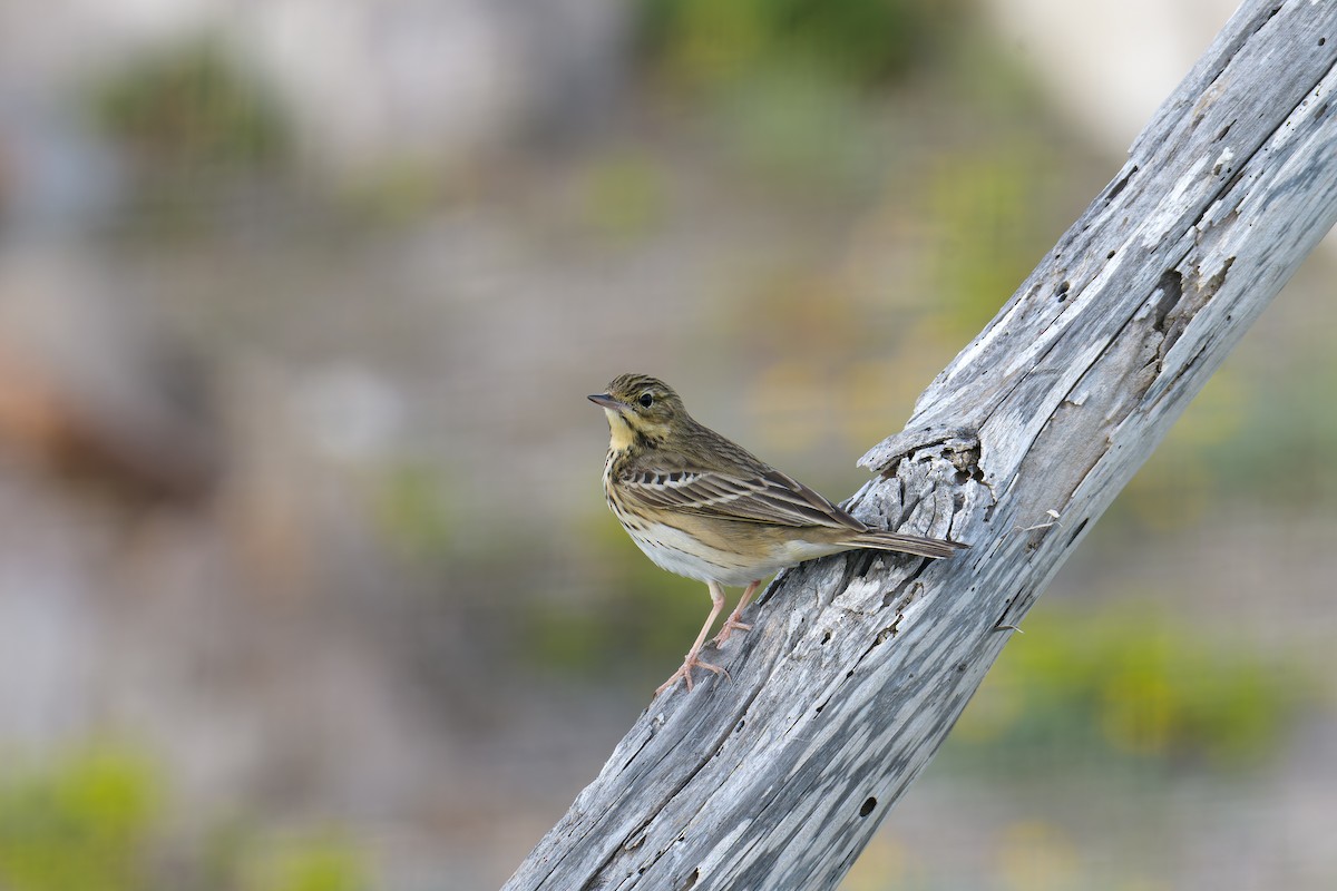 Tree Pipit - ML636092340