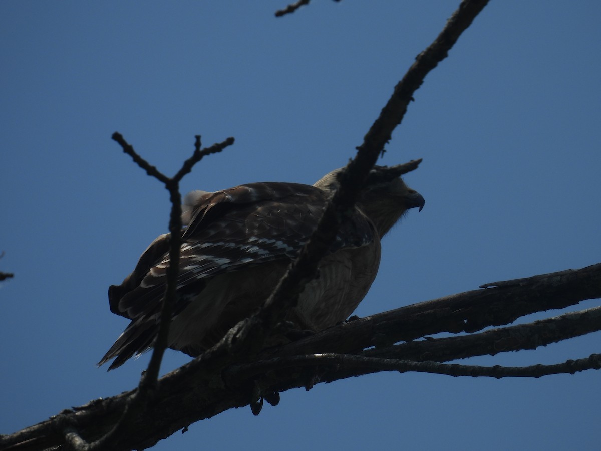Red-shouldered Hawk - ML636092365