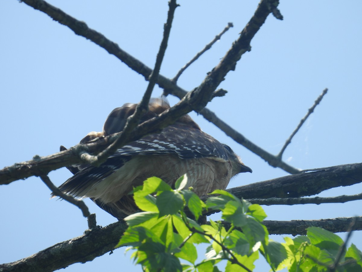 Red-shouldered Hawk - ML636092378