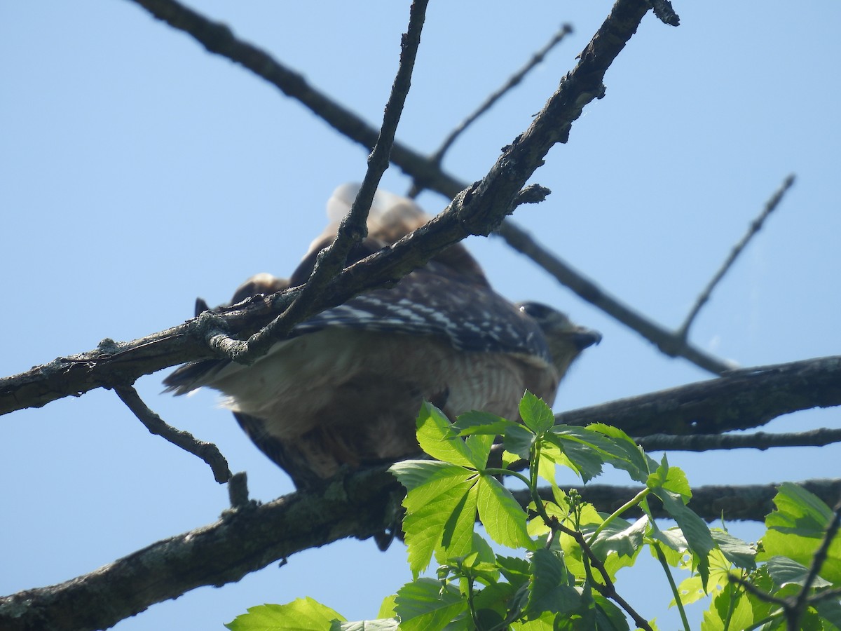 Red-shouldered Hawk - ML636092379