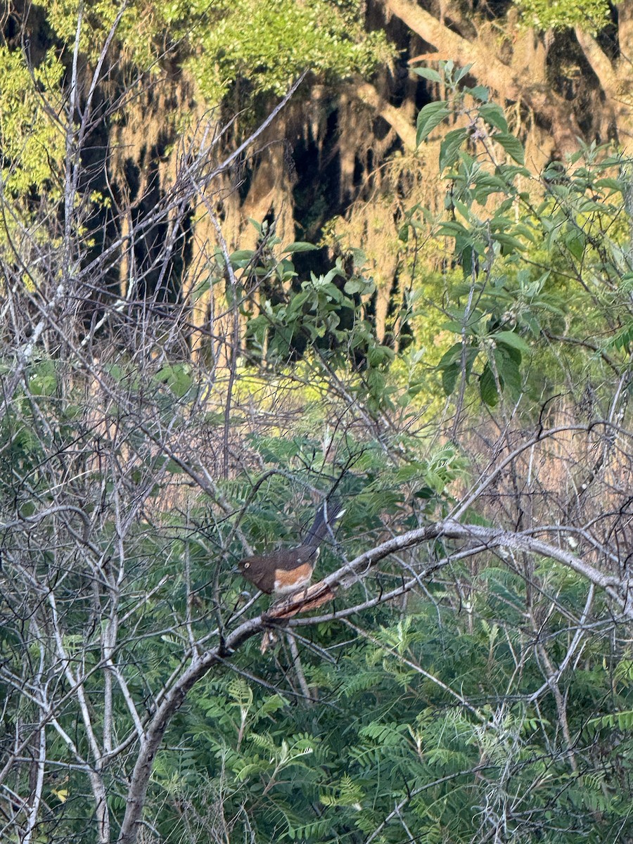 Eastern Towhee - ML636092460