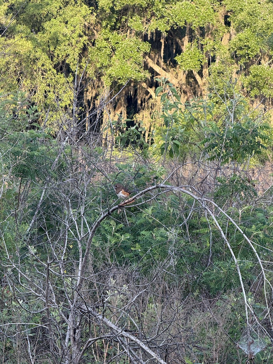 Eastern Towhee - ML636092461