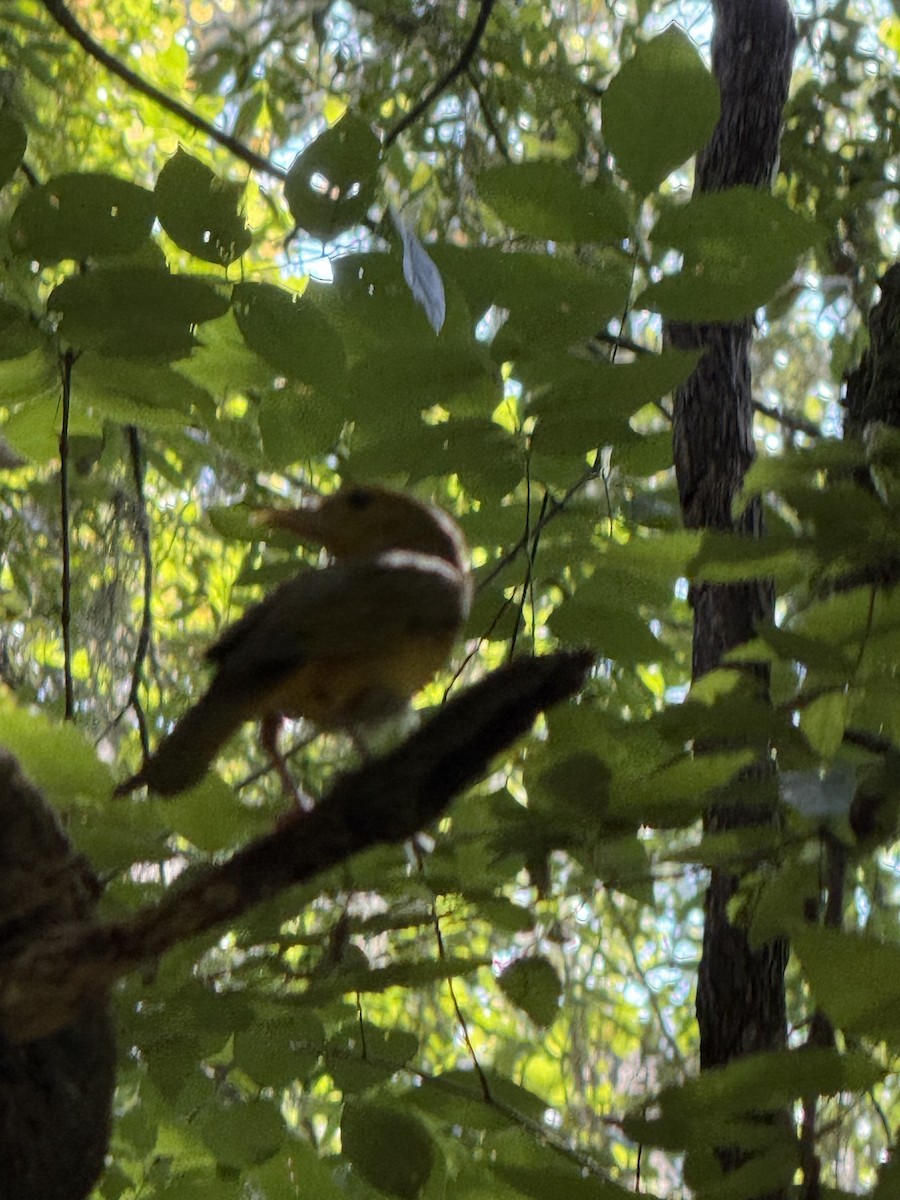 Summer Tanager - ML636092564