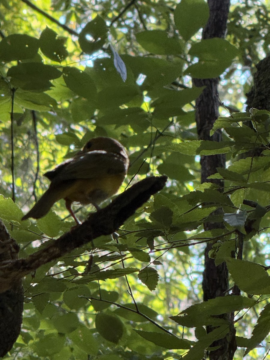 Summer Tanager - ML636092565