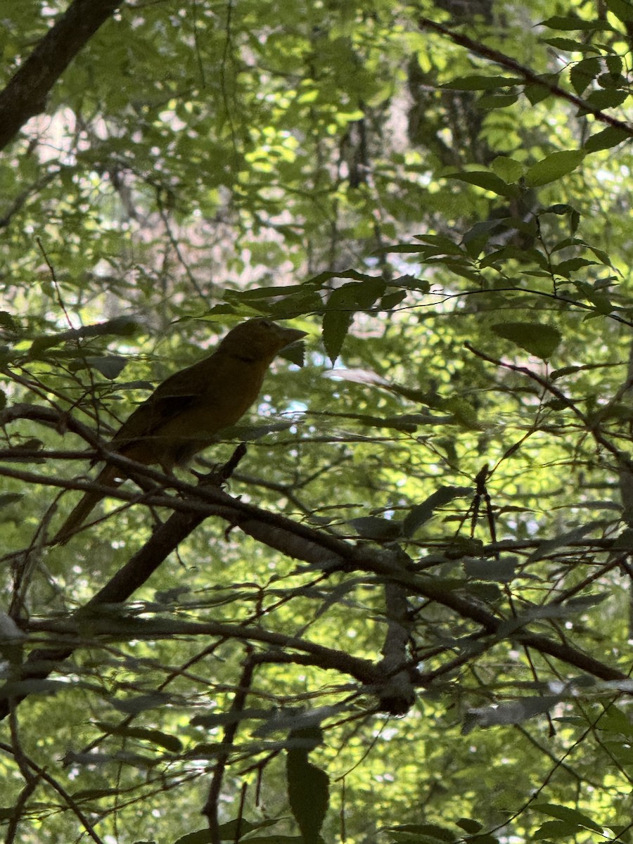 Summer Tanager - ML636092566