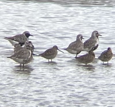 Short-billed Dowitcher - ML636092572