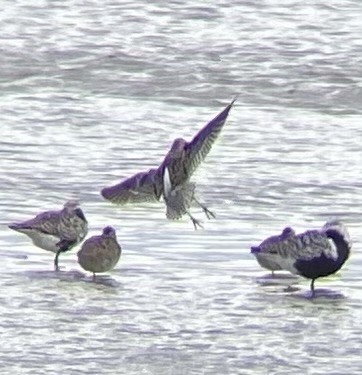 Short-billed Dowitcher - ML636092579
