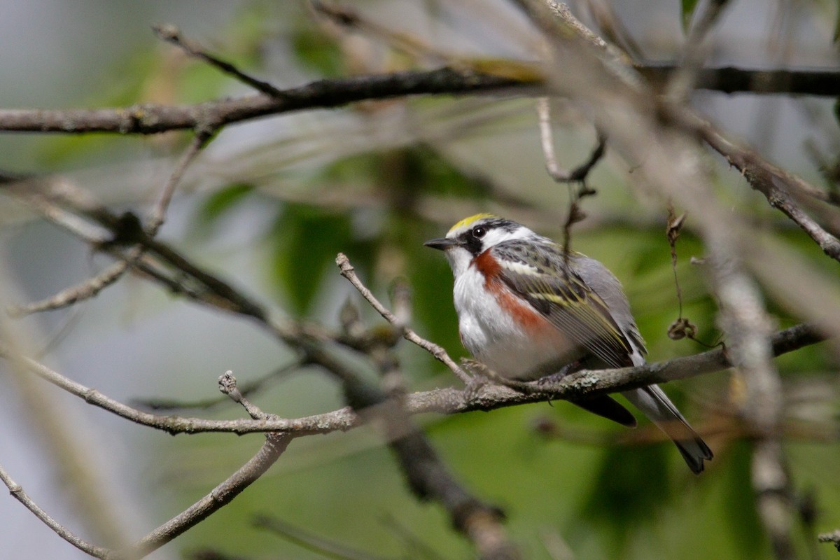 Chestnut-sided Warbler - ML636092584