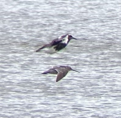 Short-billed Dowitcher - ML636092589