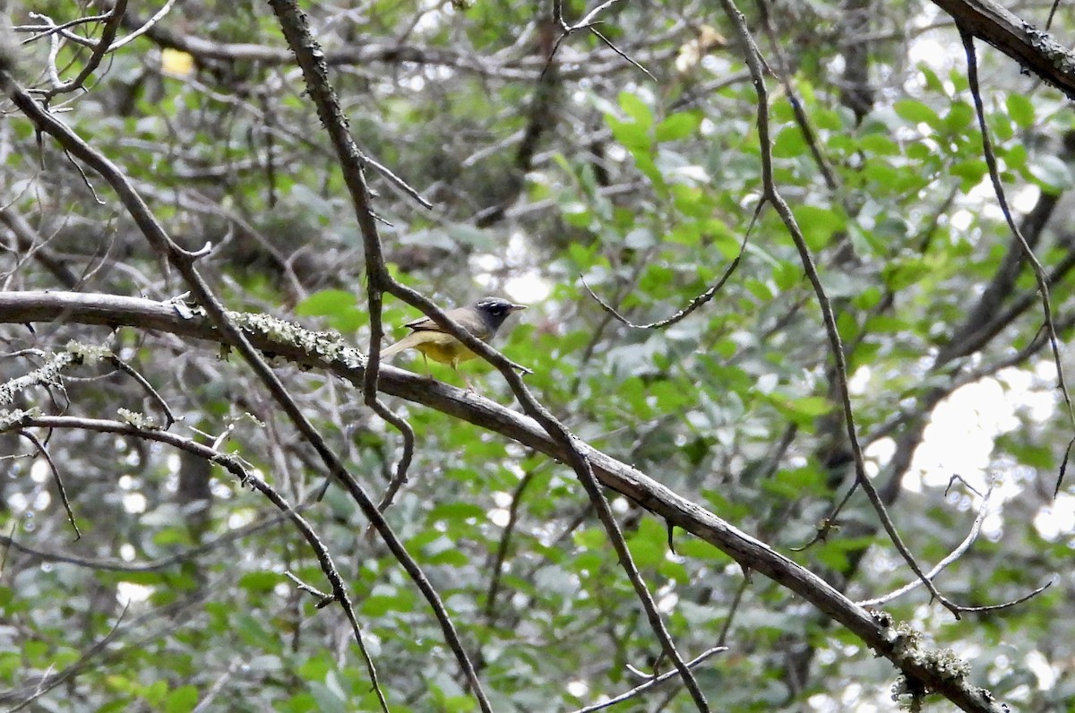 MacGillivray's Warbler - ML636092607