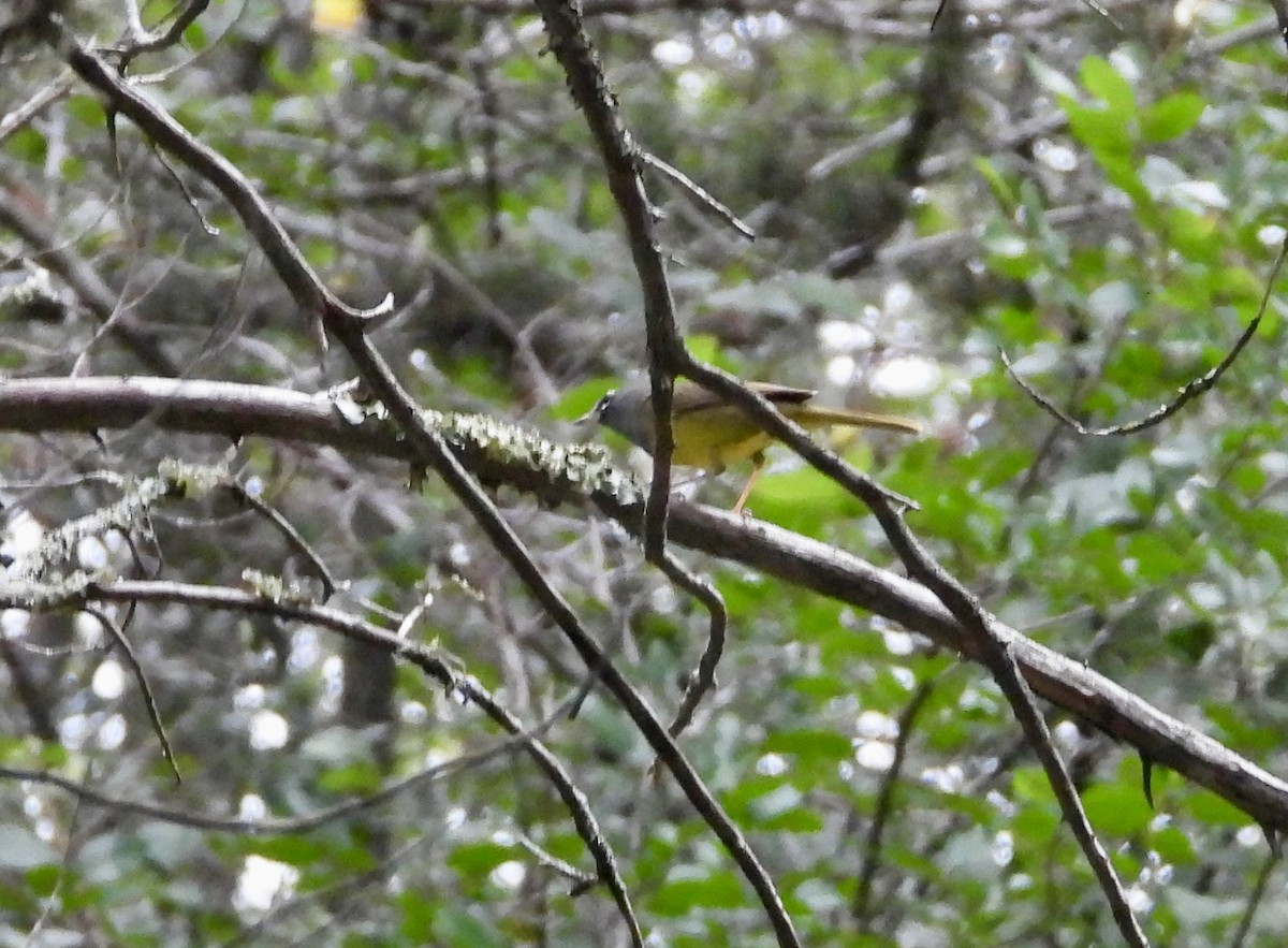 MacGillivray's Warbler - ML636092608