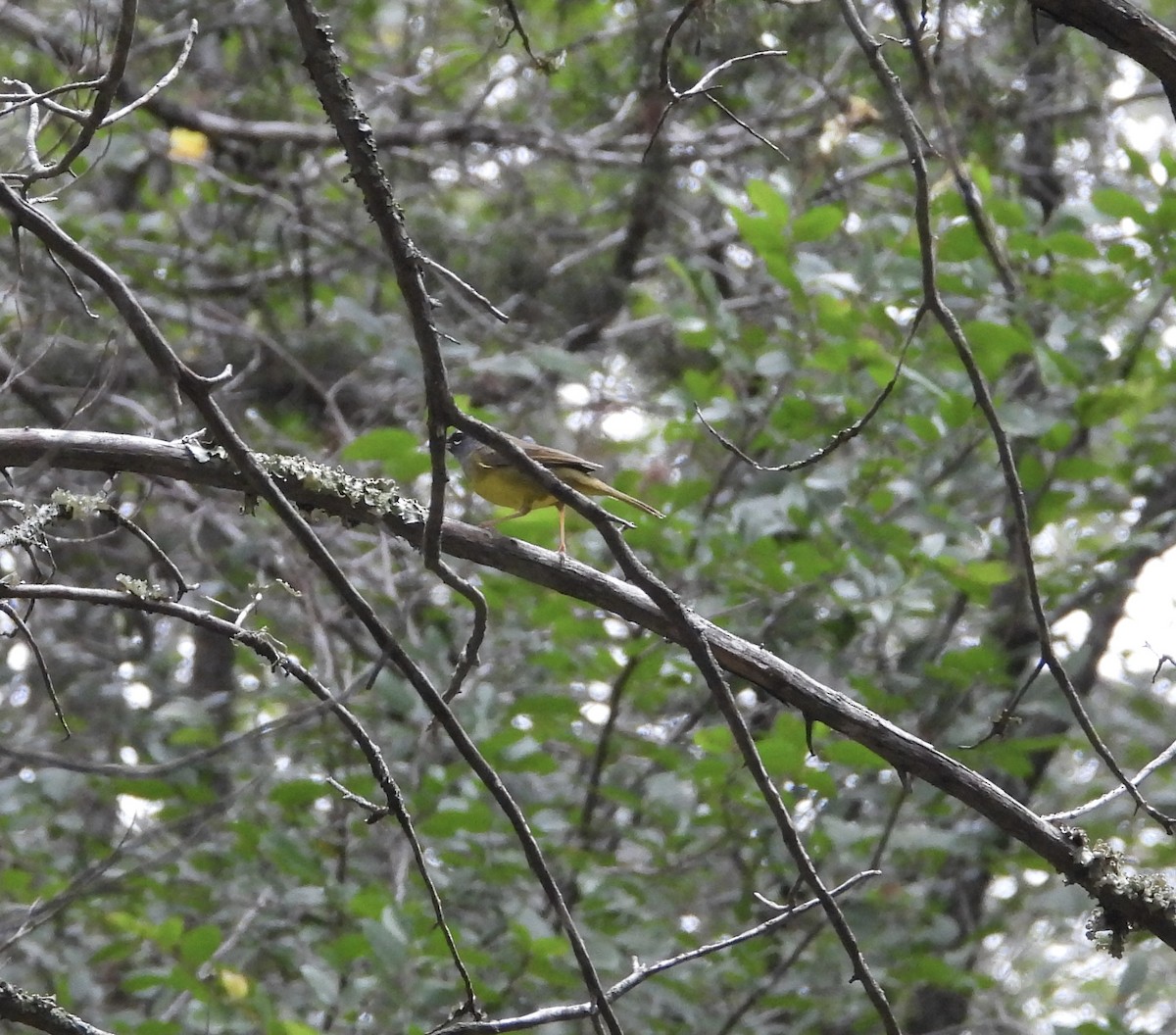 MacGillivray's Warbler - ML636092609
