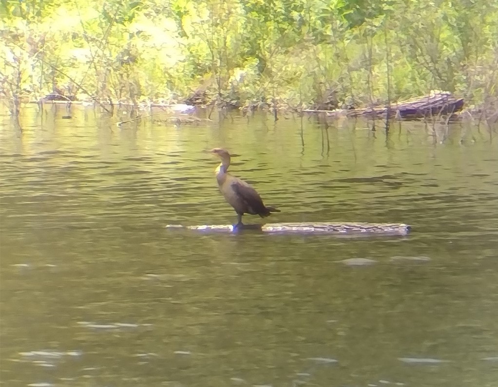 Double-crested Cormorant - ML636092641