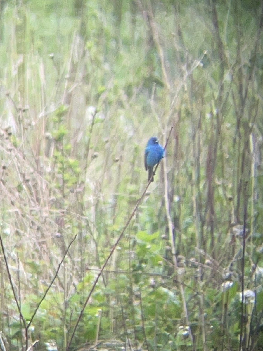 Indigo Bunting - ML636092660