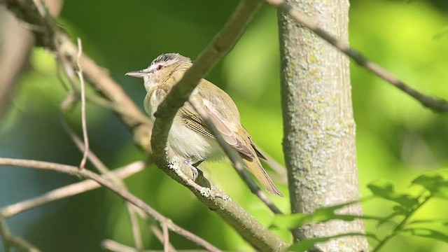 Vireo occhirossi - ML636092670