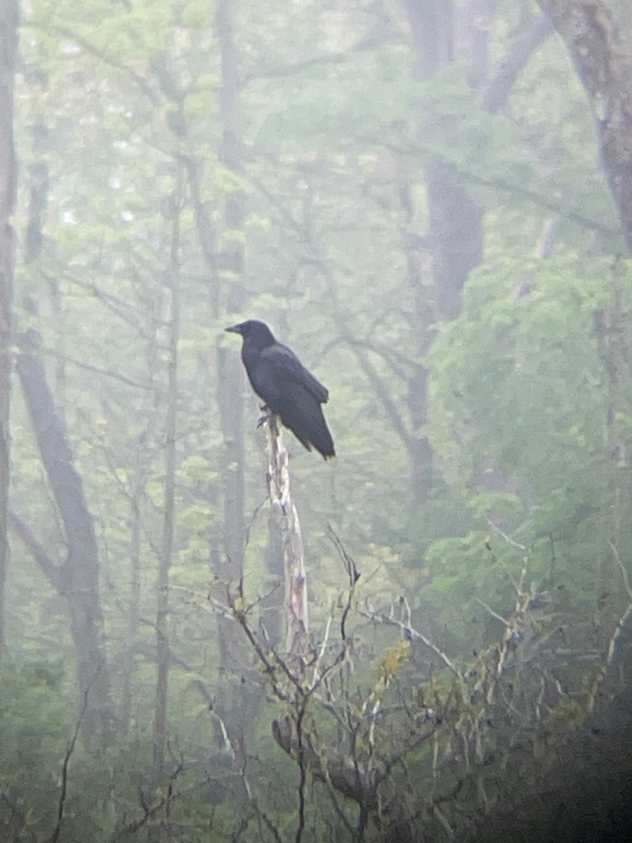 American Crow - ML636092697
