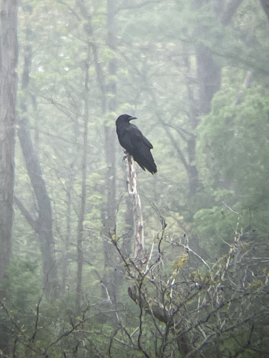 American Crow - ML636092698