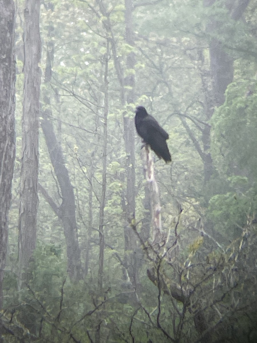 American Crow - ML636092699