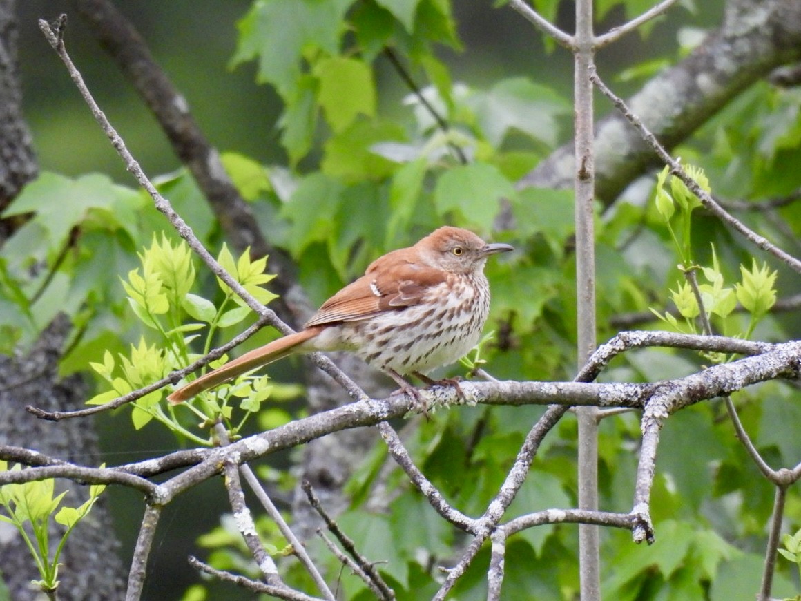 Brown Thrasher - ML636092700