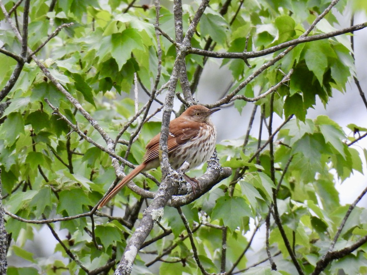 Brown Thrasher - ML636092701