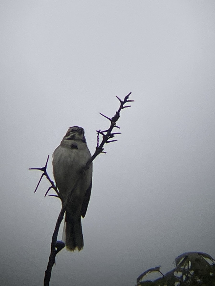 Lark Sparrow - ML636092706