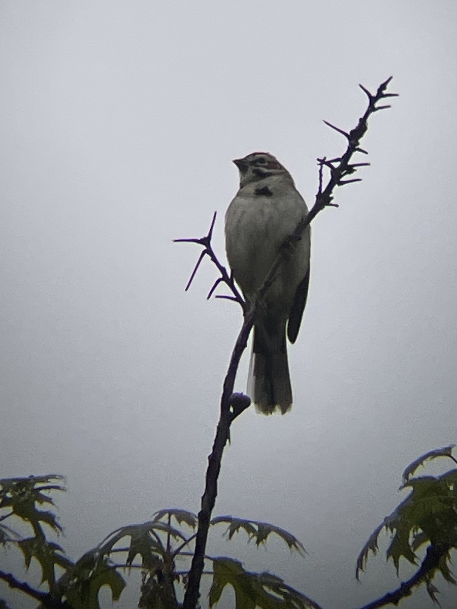 Lark Sparrow - ML636092707