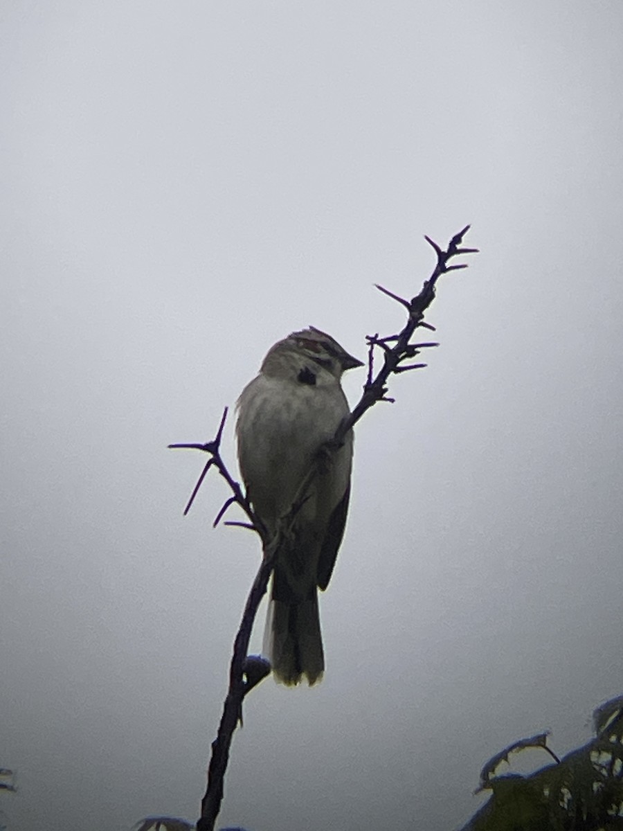 Lark Sparrow - ML636092708