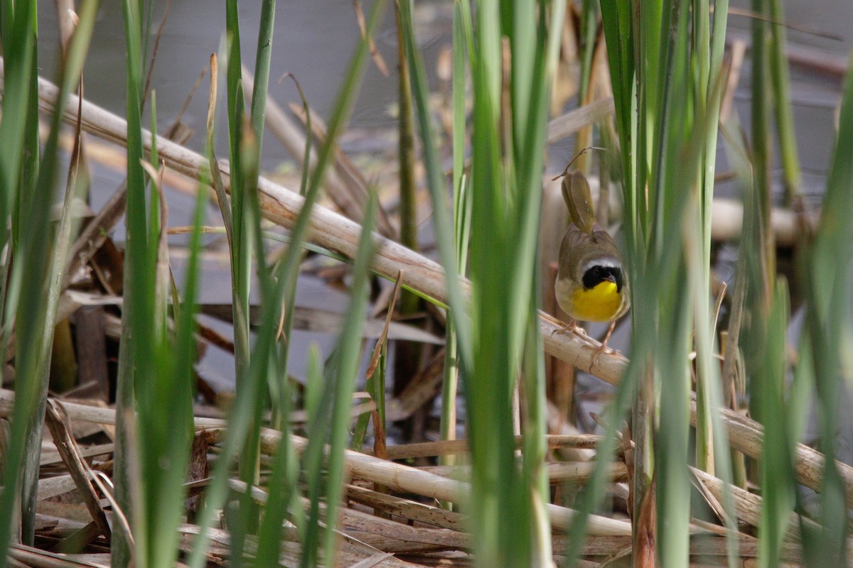 Common Yellowthroat - ML636092725