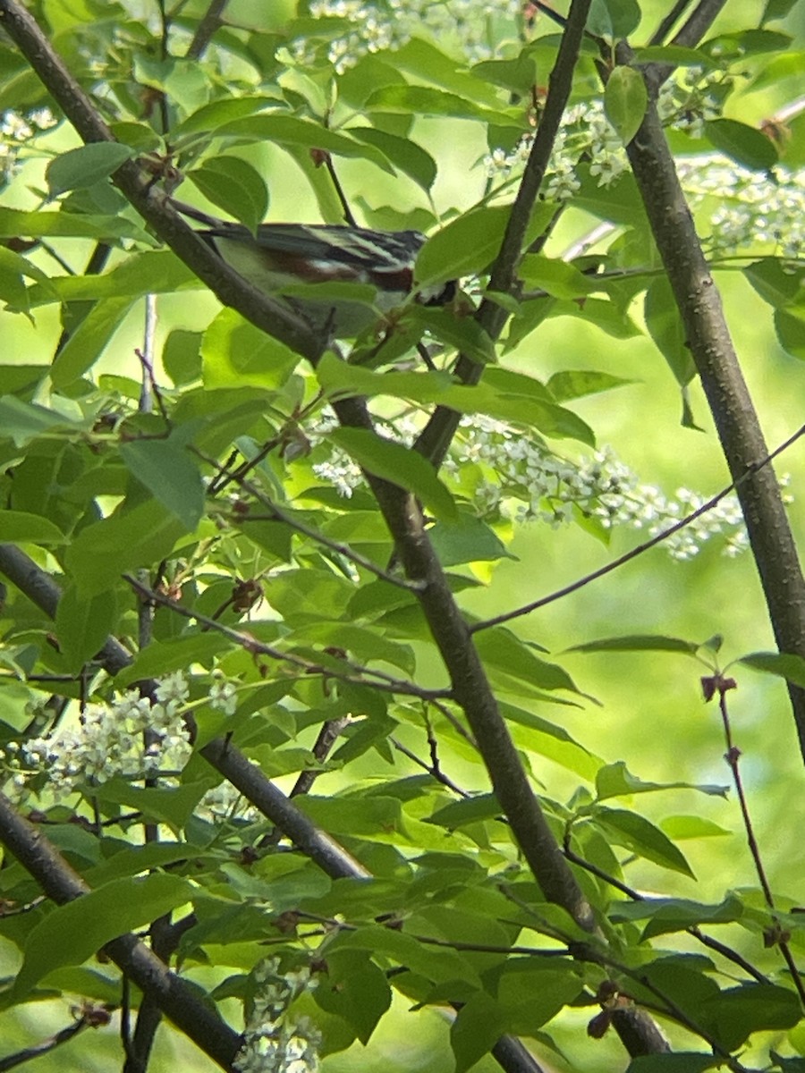 Chestnut-sided Warbler - ML636092729