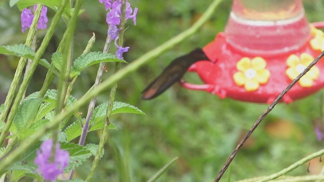 Ruby-topaz Hummingbird - ML636092730