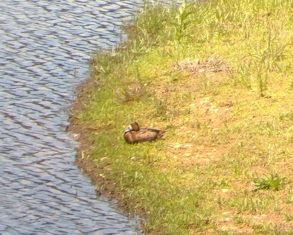 小斑背潛鴨 - ML636092733