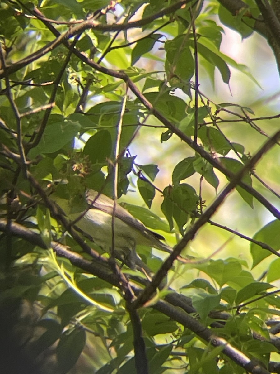 Philadelphia Vireo - ML636092760