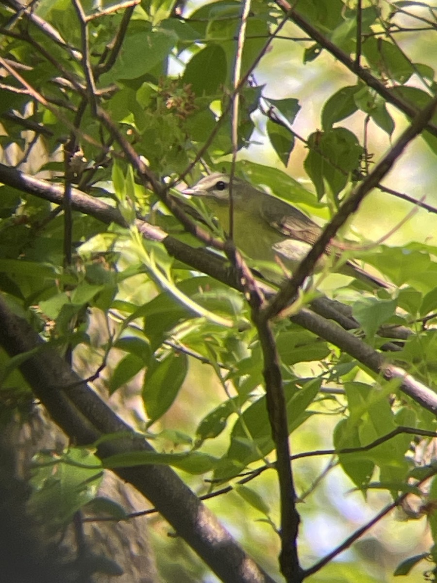 Philadelphia Vireo - ML636092761
