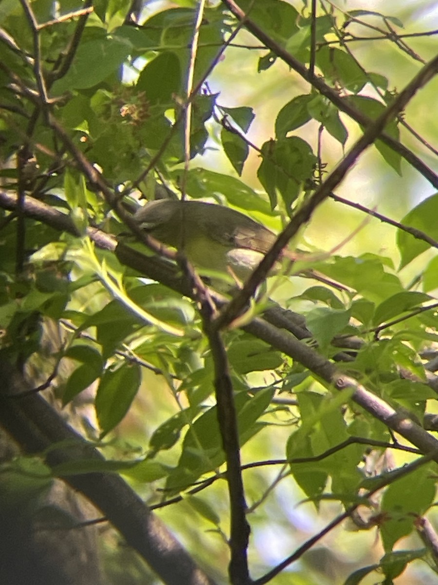Philadelphia Vireo - ML636092762
